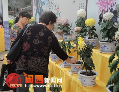 龙岩菊花展览现不文明行为 菊花展变“菊花劫”