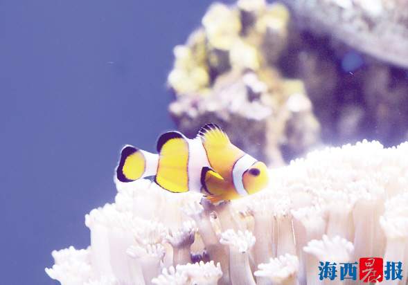 厦门海底世界内设有五个特色展区(图5) 厦门海底世界内设有五个特色展区(图5)