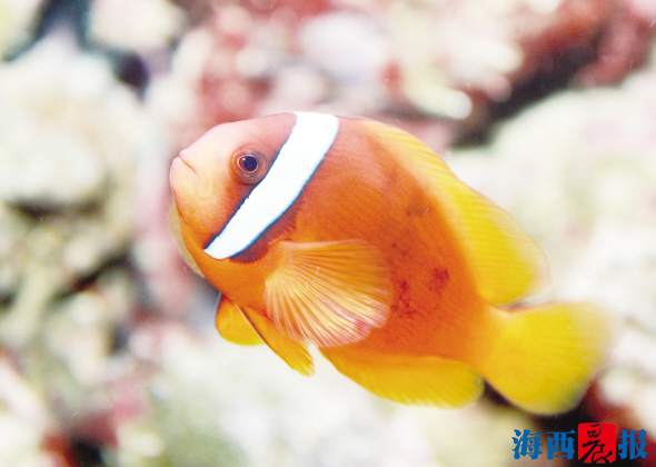 厦门海底世界内设有五个特色展区(图7) 厦门海底世界内设有五个特色展区(图7)